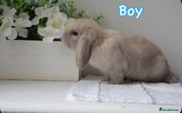 Mini Lop rabbits for sale: Beautiful pure mini lop bunnies  - Image 17