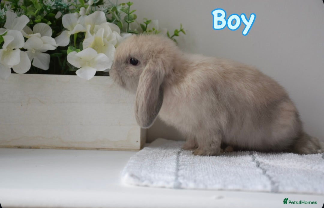 Mini Lop rabbits for sale: Beautiful pure mini lop bunnies  - Image 17