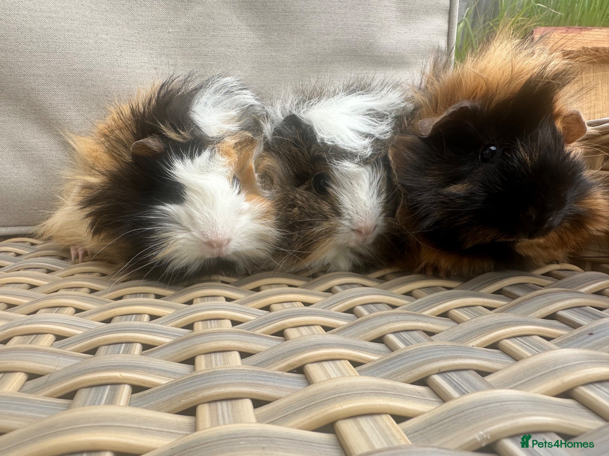 Guinea Pig rodents 2 Pretty baby long haired female guinea pigs. - Advert 16