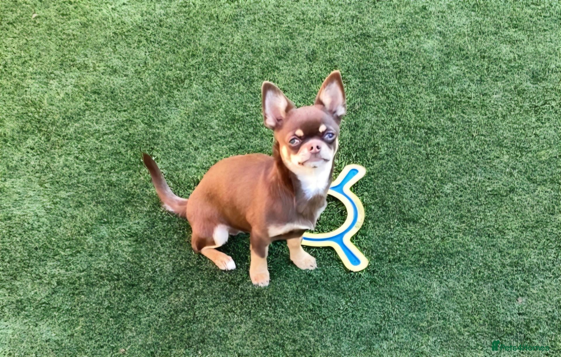 Chihuahua dogs Chihuahua Puppy  - Advert 10