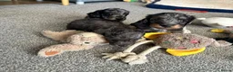 Doxiepoo dogs for sale: Stunning dachshund/poodle pups - Advert 31