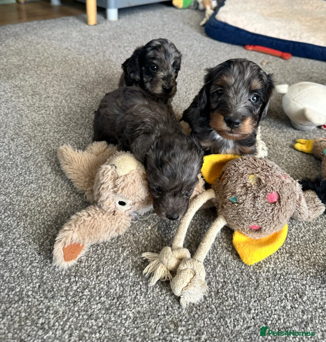 Doxiepoo dogs for sale: Stunning dachshund/poodle pups - Advert 31