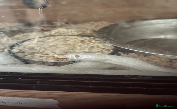 Corn Snake reptiles - Advert 1