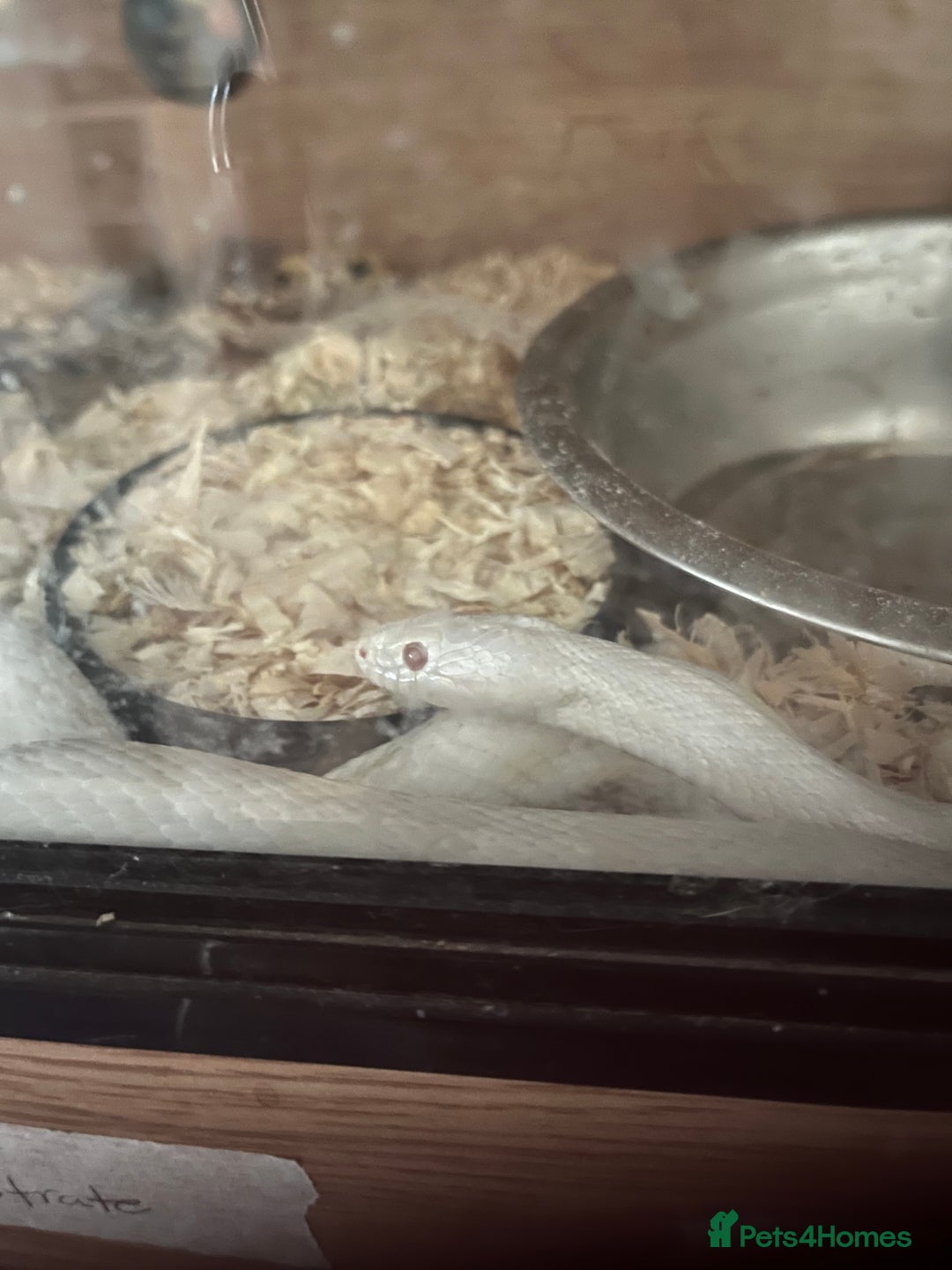 Corn Snake reptiles for sale: Albino corn snake - Image 1