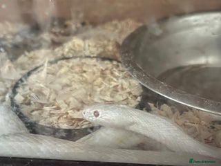 Corn Snake reptiles - Advert 12