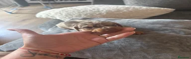 Miniature Dachshund 4