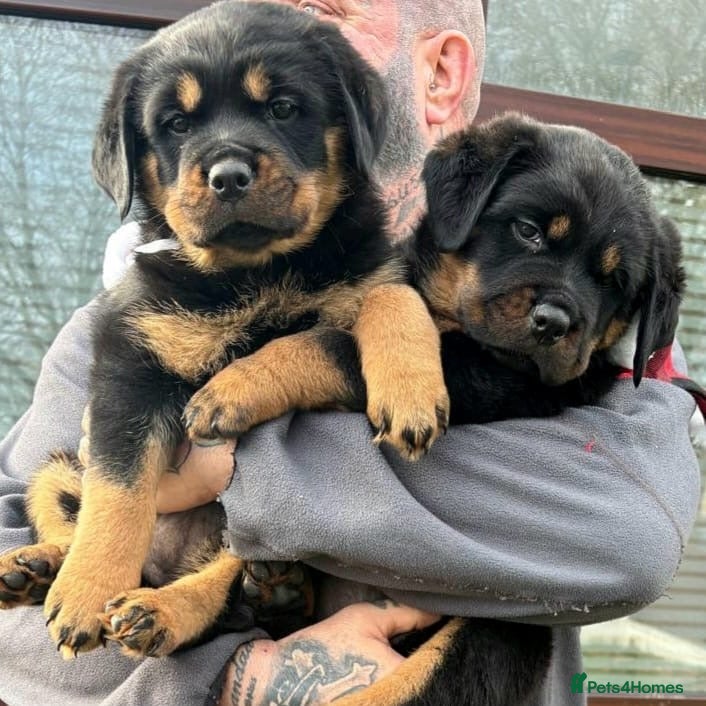 Rottweiler dogs 🐶two girls Full German kc pups for sale! 🐶🐾 - Advert 8