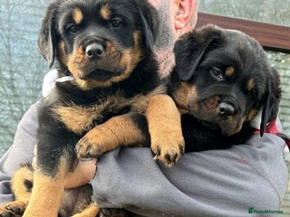 Rottweiler dogs 🐶two girls Full German kc pups for sale! 🐶🐾 - Advert 1