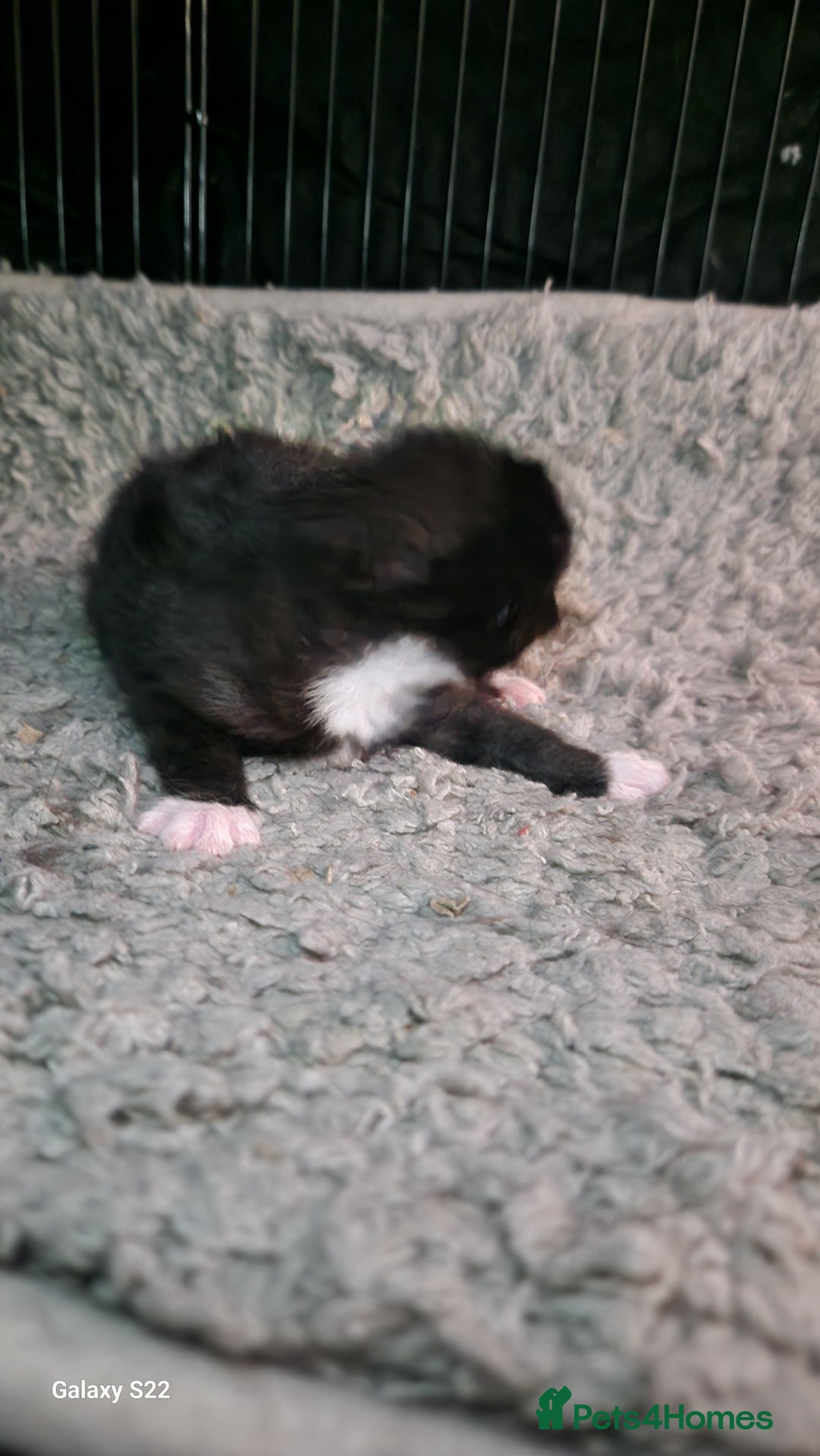 Mixed Breed cats for sale: Beautiful kittens for sale - Image 6