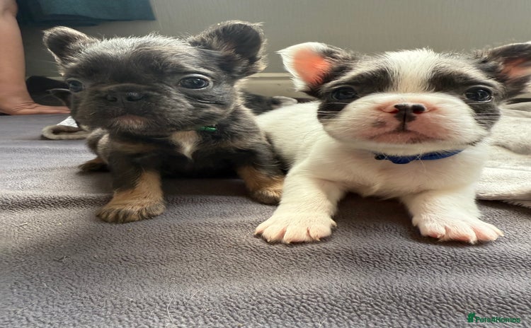French Bulldog dogs - Advert 7