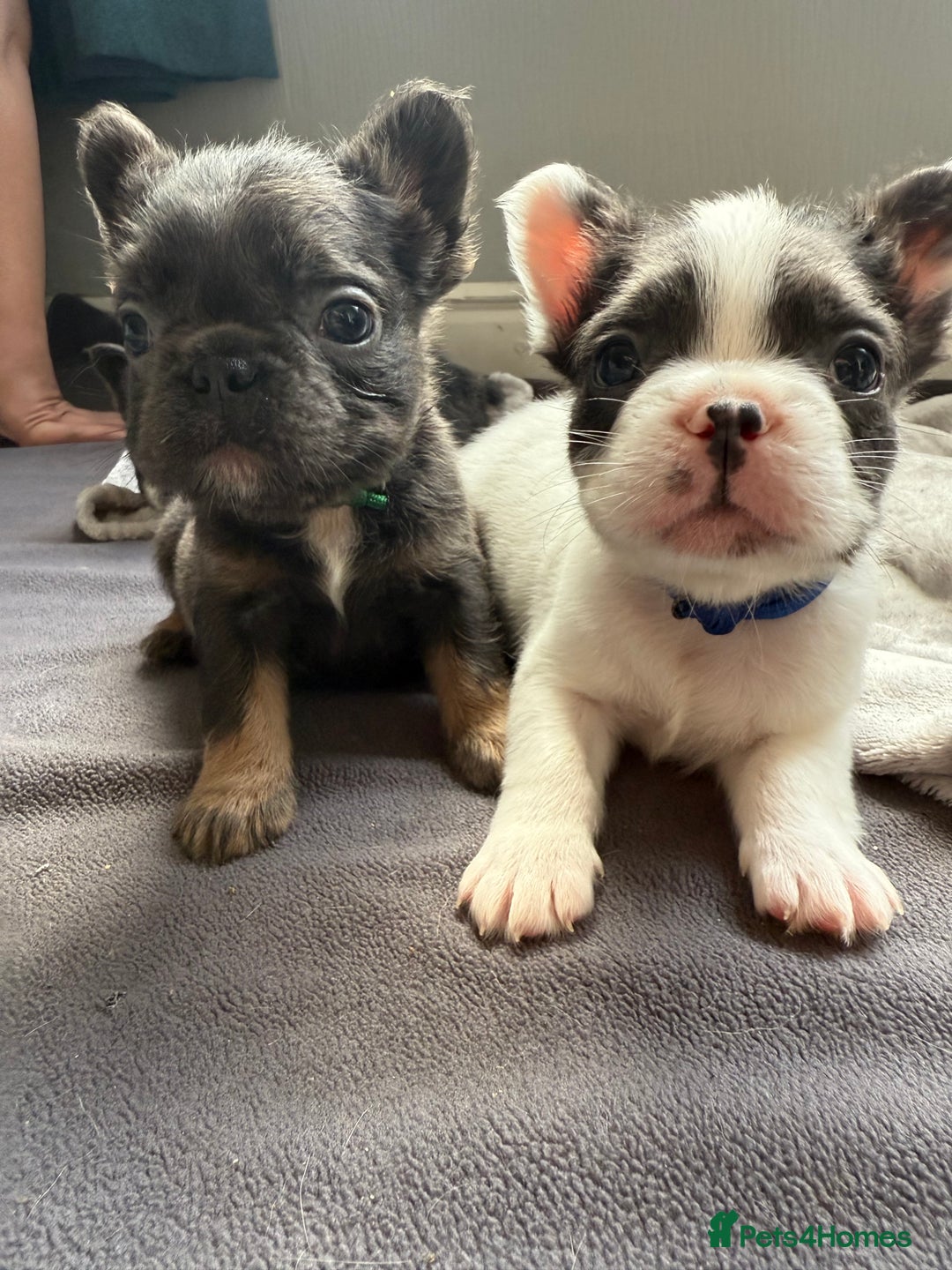 French Bulldog dogs for sale: Fluffy French Bulldogs 4 boys left  - Image 1