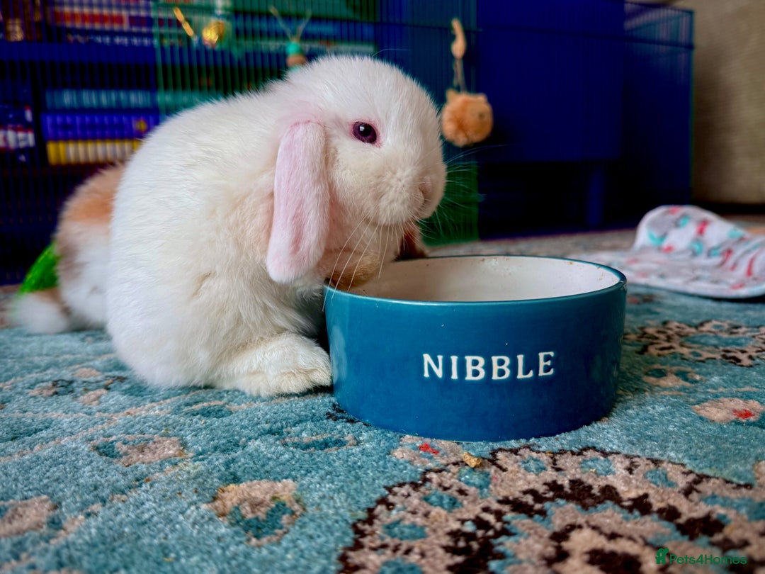 Mini Lop rabbits for sale: Mini lop babies - Image 11