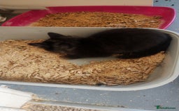 Mixed Breed cats for sale: Black kittens  - Image 23