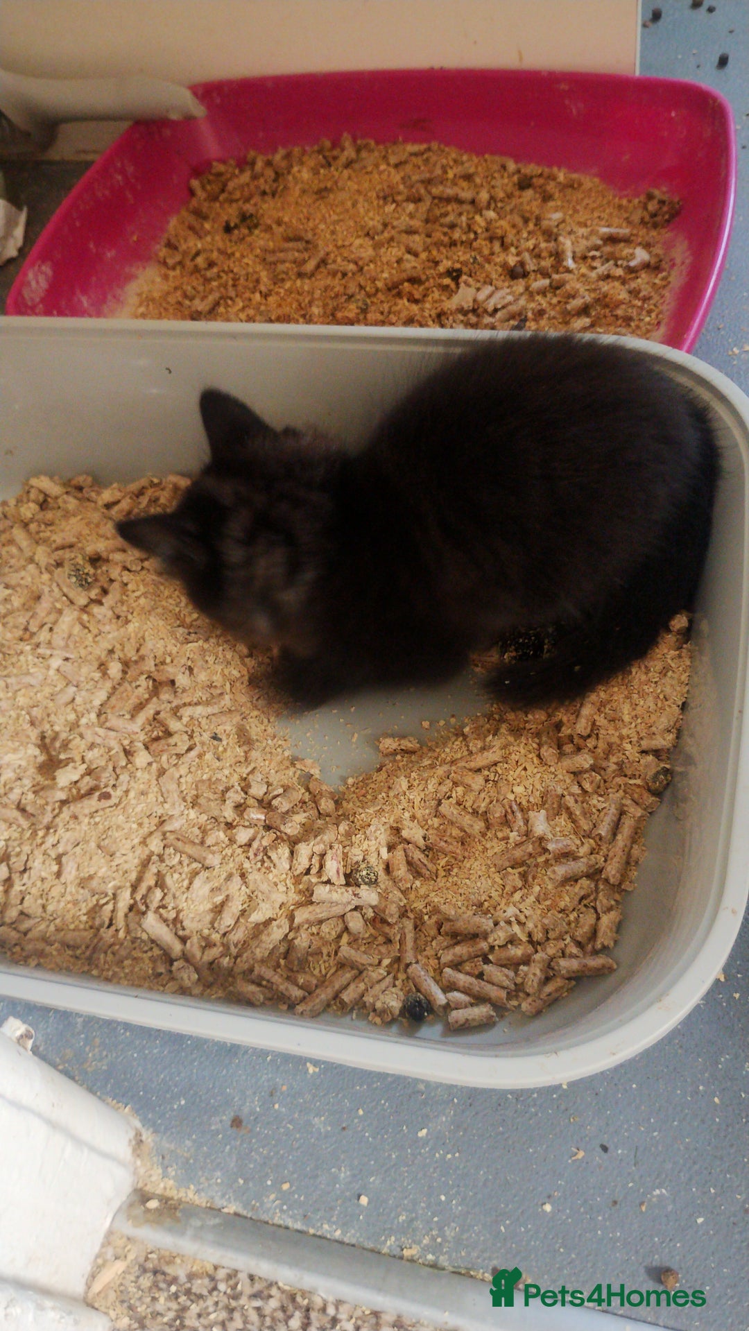 Mixed Breed cats for sale: Black kittens  - Image 23