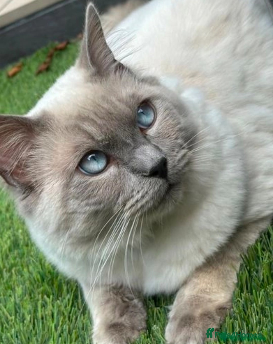 Ragdoll cats for sale: BLUE POINT RAGDOLL KITTENS - Image 17
