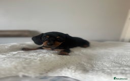 Miniature Dachshund dogs for sale: Miniature dachshund girl puppy  - Image 13