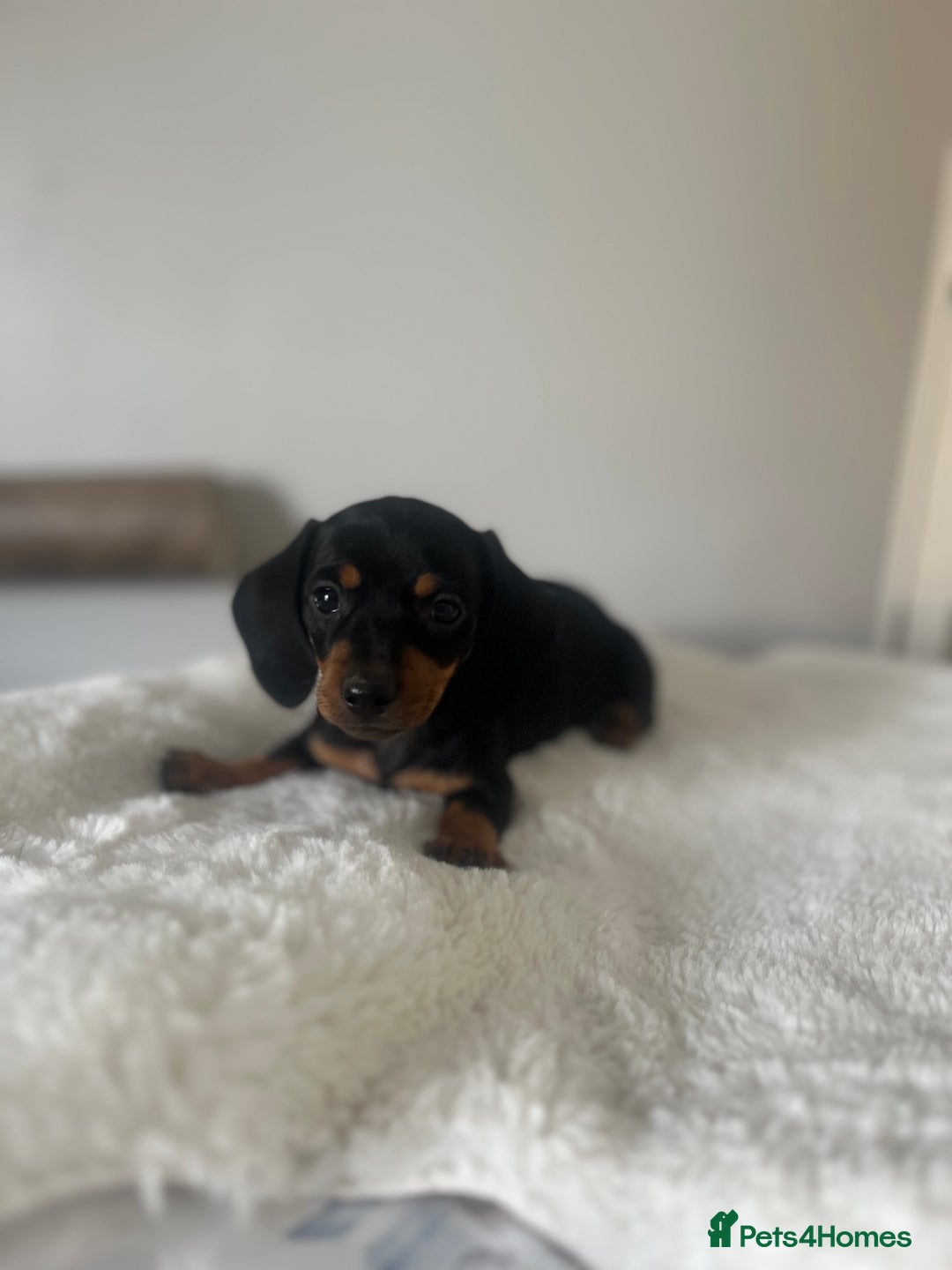 Miniature Dachshund dogs for sale: Miniature dachshund girl puppy  - Image 13
