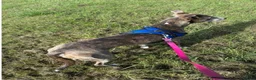 Lurcher dogs for adoption: Skye seeking his forever home  - Advert 5