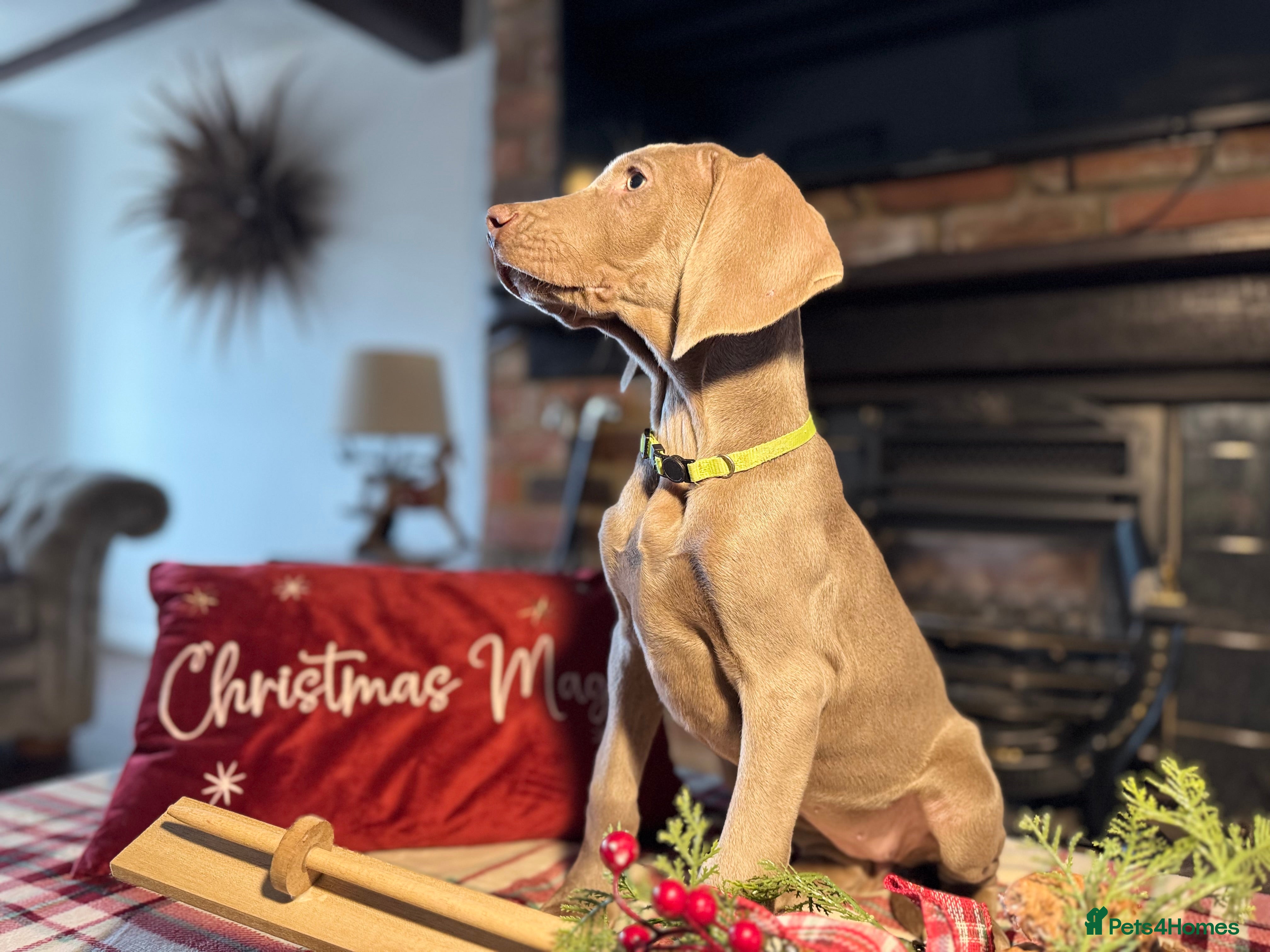 Weimaraner dogs ✨READY NOW✨ LAST FEW GIRLS✨ KC Reg Pups  ✨ - Advert 1