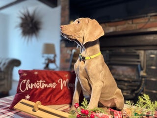 Weimaraner dogs ✨READY NOW✨ LAST FEW GIRLS✨ KC Reg Pups ✨ - Advert 6