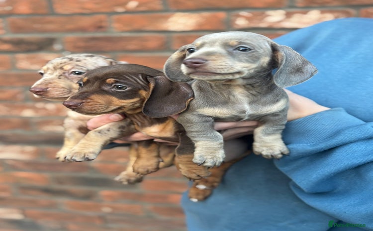 Miniature Dachshund dogs - Advert 13