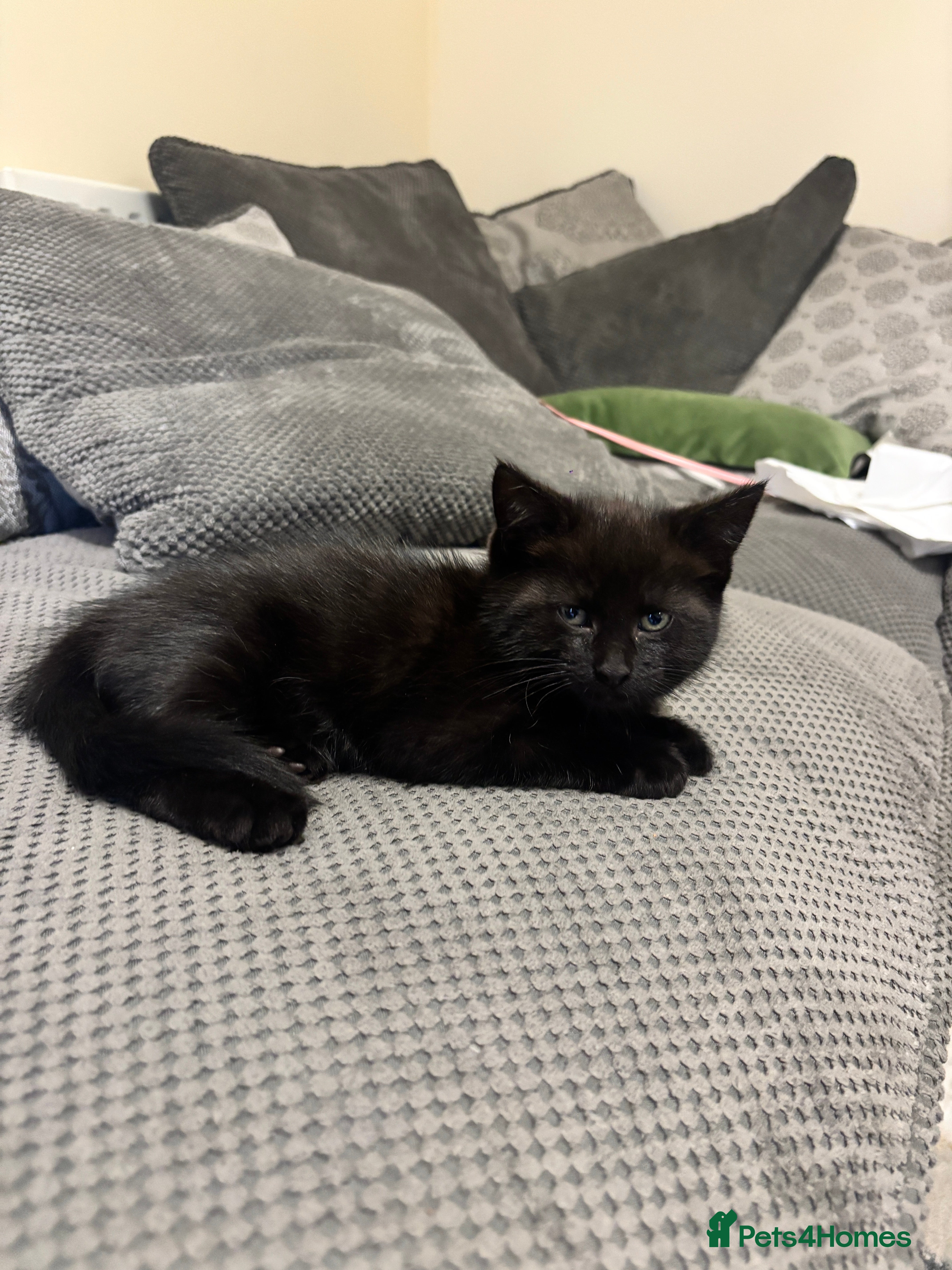 Mixed Breed cats Black female kitten  - Advert 2