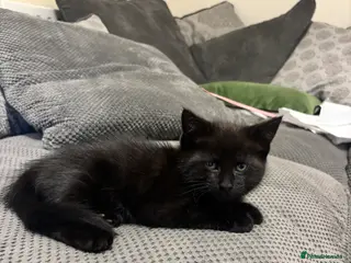 Mixed Breed cats Black female kitten - Advert 15