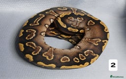 Python Snake reptiles for sale: Royal Python Morphs Males - Image 2