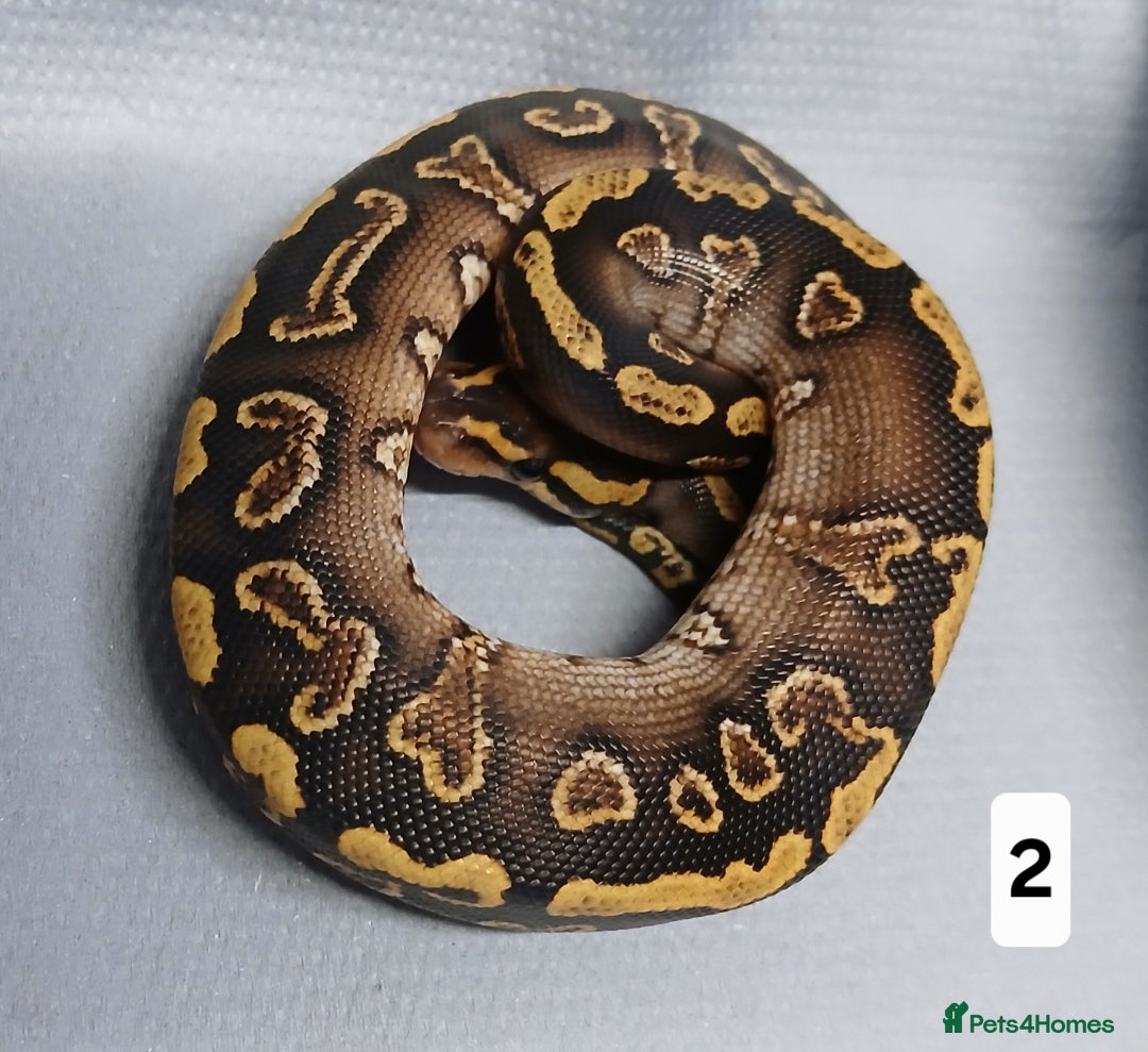 Python Snake reptiles for sale: Royal Python Morphs Males - Image 2