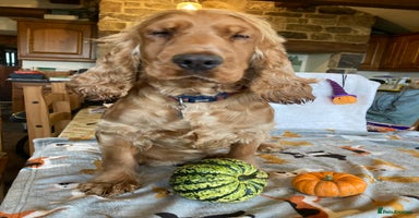 Cocker Spaniel dogs - Advert 13