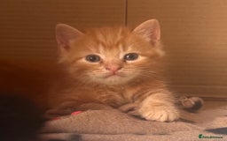 Domestic Shorthair cats for sale: Adorable fluffy kittens for sale!! - Image 10