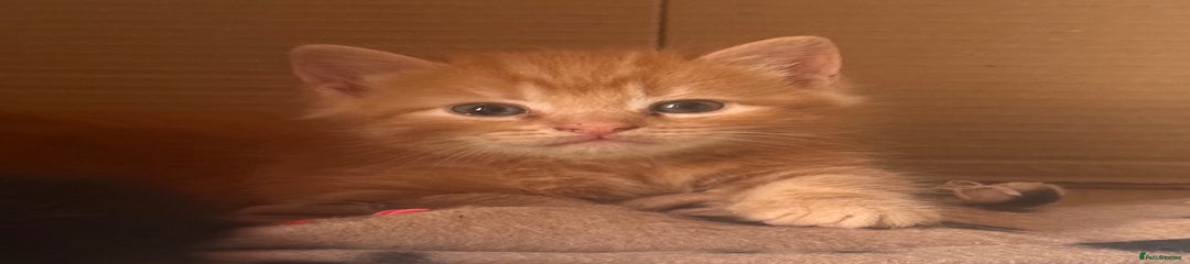 Domestic Kitten 4