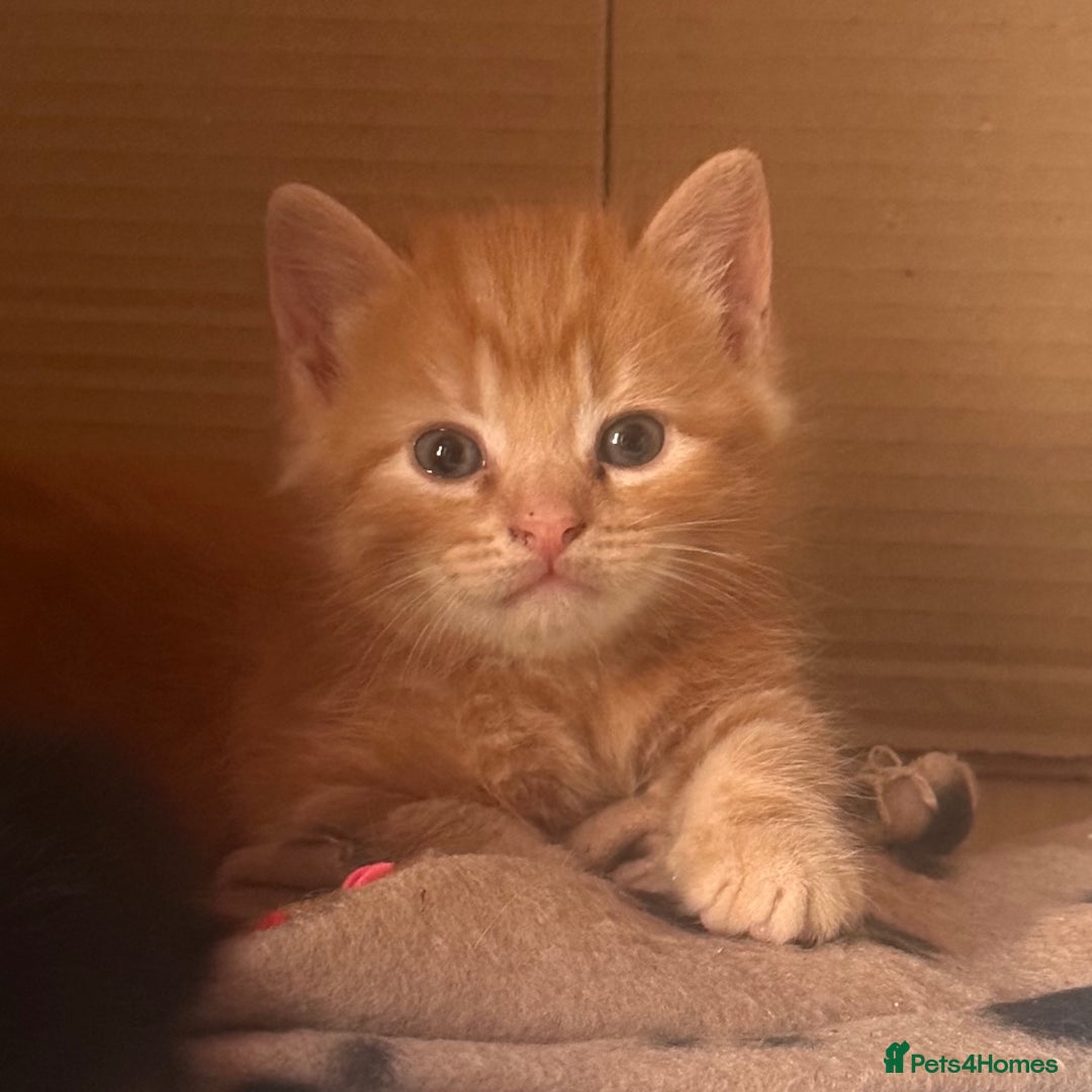 Domestic Shorthair cats for sale: Adorable fluffy kittens for sale!! - Image 10