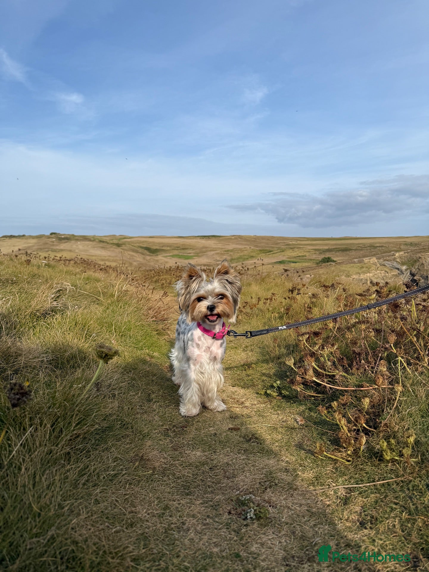 Biewer Terrier dogs Biewer Terrier looking for forever loving home - Advert 9