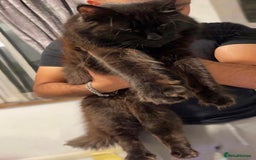 Maine Coon cats for sale: Maine Coon Male- Silver Tabby Kitten  - Image 7