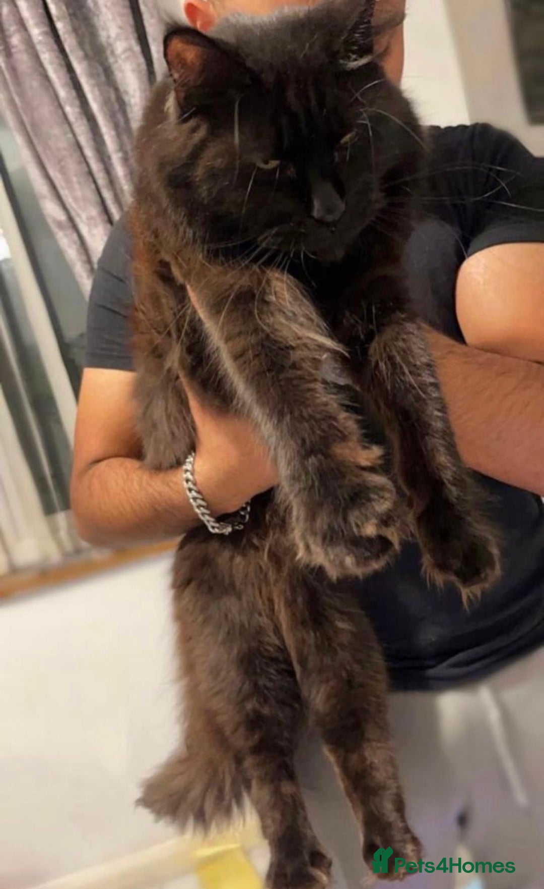 Maine Coon cats for sale: Maine Coon Male- Silver Tabby Kitten  - Image 7