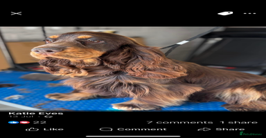 Cocker Spaniel dogs - Advert 7