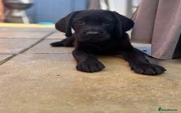 Labrador Retriever dogs for sale: 3 LEFT KC SHOW TYPE LABRADORS - Image 5