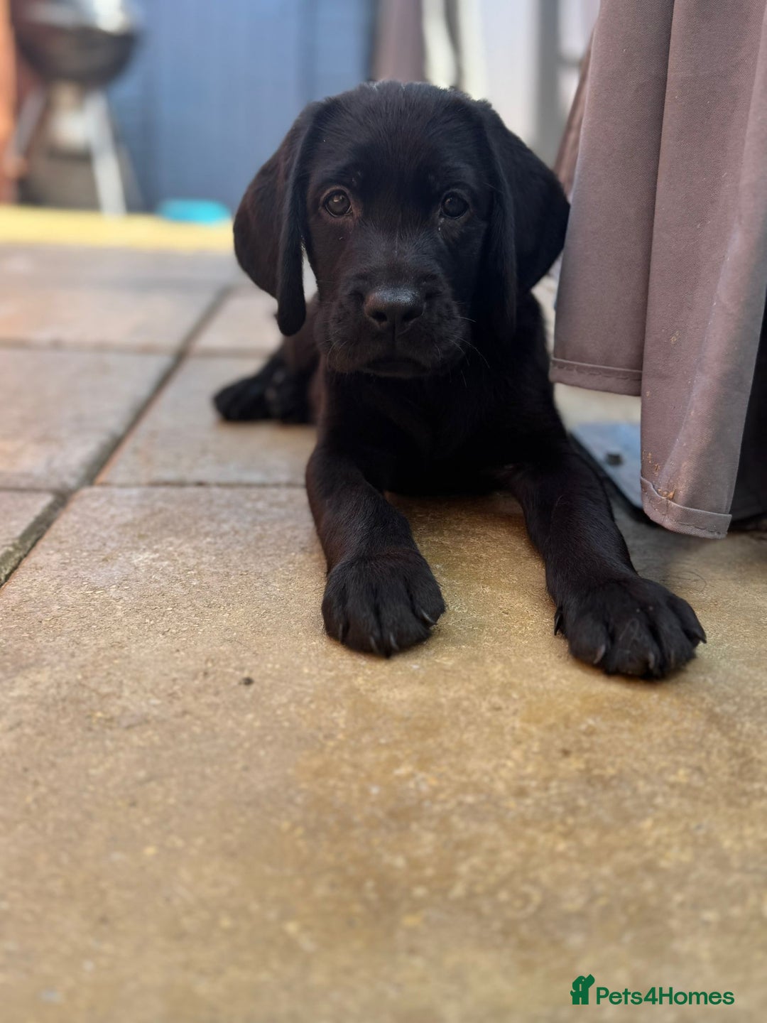 Labrador Retriever dogs for sale: 3 LEFT KC SHOW TYPE LABRADORS - Image 5