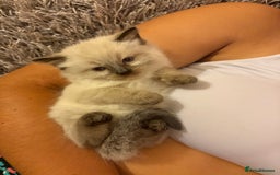 Ragamese cats for sale: Ragamese - Ragdoll x Siamese adorable kittens  - Image 20