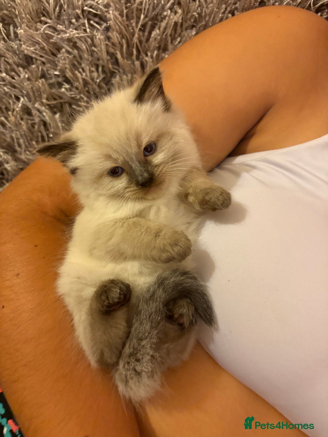 Ragamese cats for sale: Ragamese - Ragdoll x Siamese adorable kittens  - Image 20