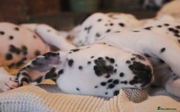 Dalmatian dogs for sale: Beautiful KC Registered Dalmatian Litter - Image 7