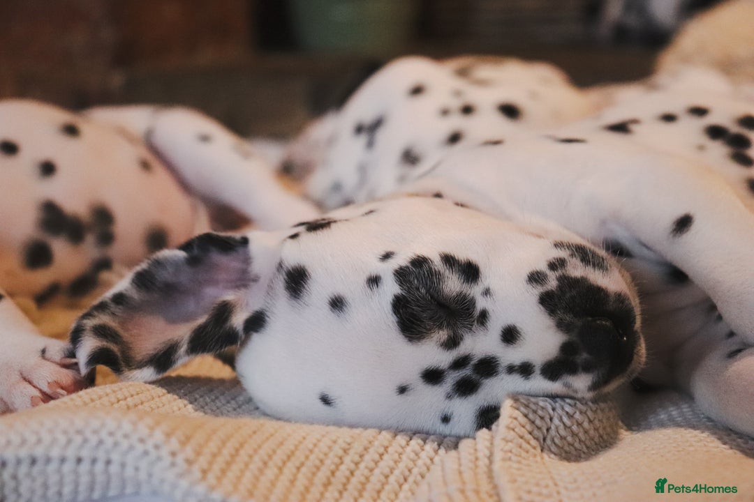 Dalmatian dogs for sale: Beautiful KC Registered Dalmatian Litter - Image 7