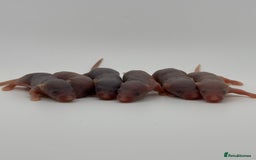 Mouse rodents for sale: Fancy Mice in Abingdon - Image 1