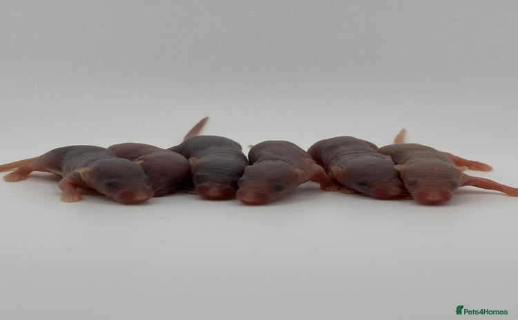 Mouse rodents in Abingdon - Advert 9