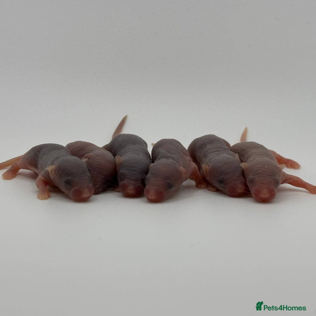 Mouse rodents for sale: Fancy Mice in Abingdon - Image 1
