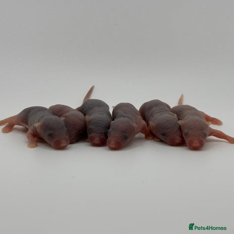 Mouse rodents in Abingdon - Advert 1