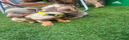 Dachshund dogs for sale: ❤️ Miniature Dachshund Puppies for Sale 🐾 - Advert 8