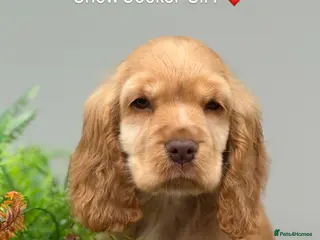 Cocker Spaniel dogs Stunning KC Show Cocker Spaniels ready now - Advert 10