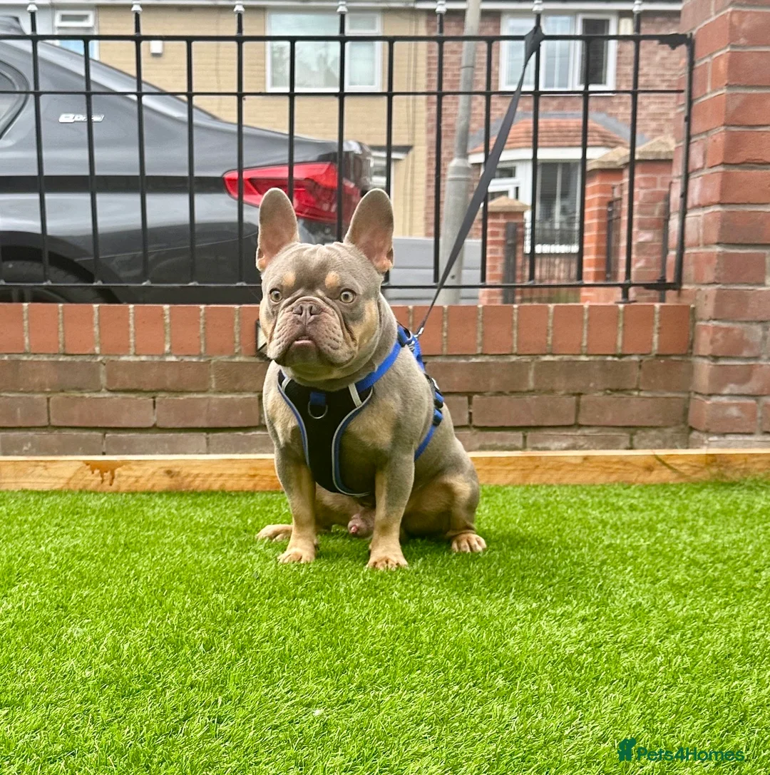 French Bulldog dogs for stud: NEW SHADE ISABELLA  in Liverpool - Advert 2
